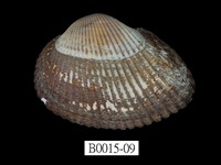 藏品(大毛蚶)的圖片